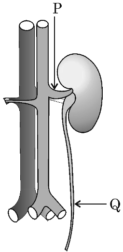 Anatomy diagram of human kidney and blood vessels showing labeled structures P and Q