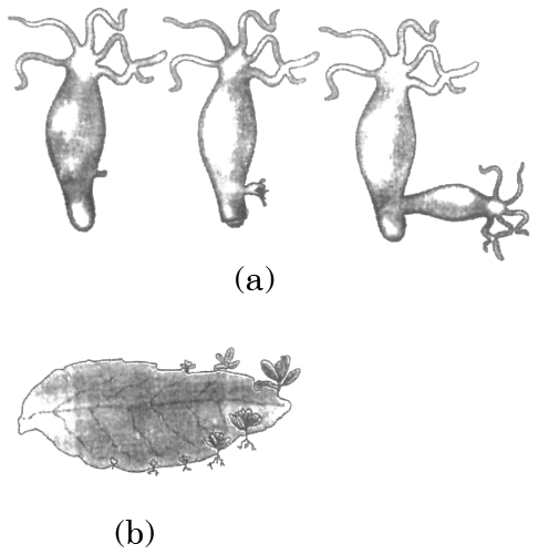 Diagrammatic representations of Hydra undergoing budding and Planaria undergoing regeneration