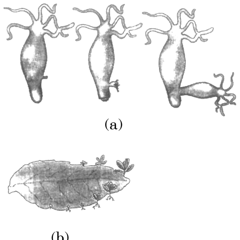 Diagrammatic representation of budding in Hydra (a) and regeneration in Planaria (b)