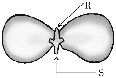 Diagram of a seed showing two cotyledons with parts labeled R and S.